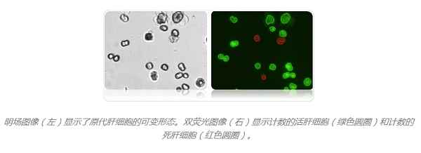 熒光活力細胞計